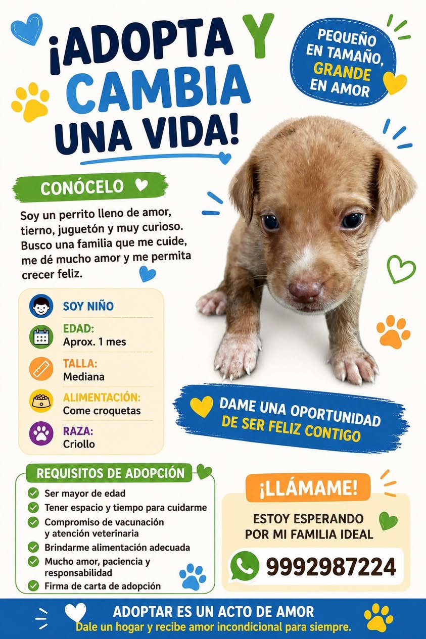 Perro en adopción en Mérida