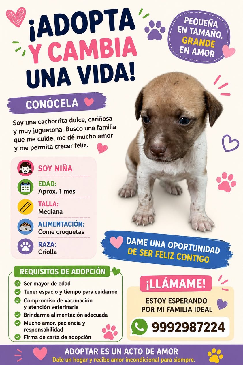 Perro en adopción en Mérida