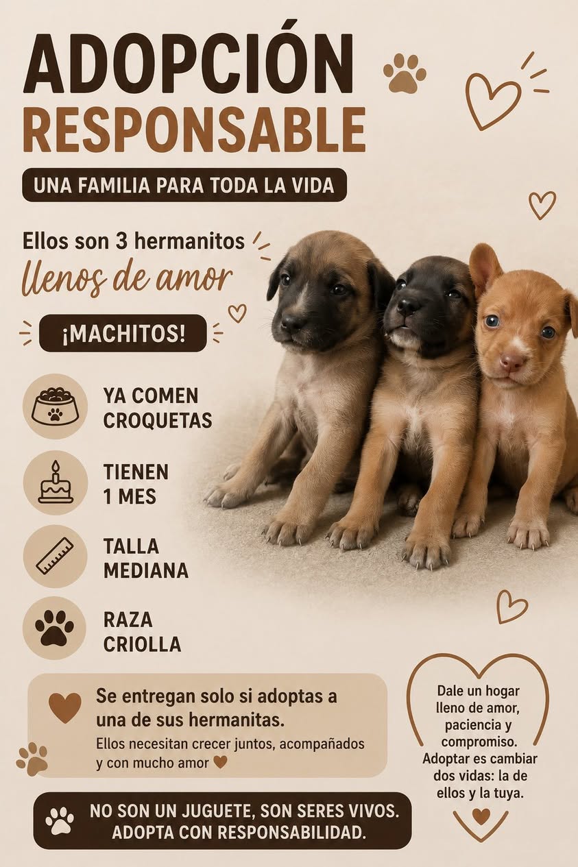 Perro en adopción en Mérida