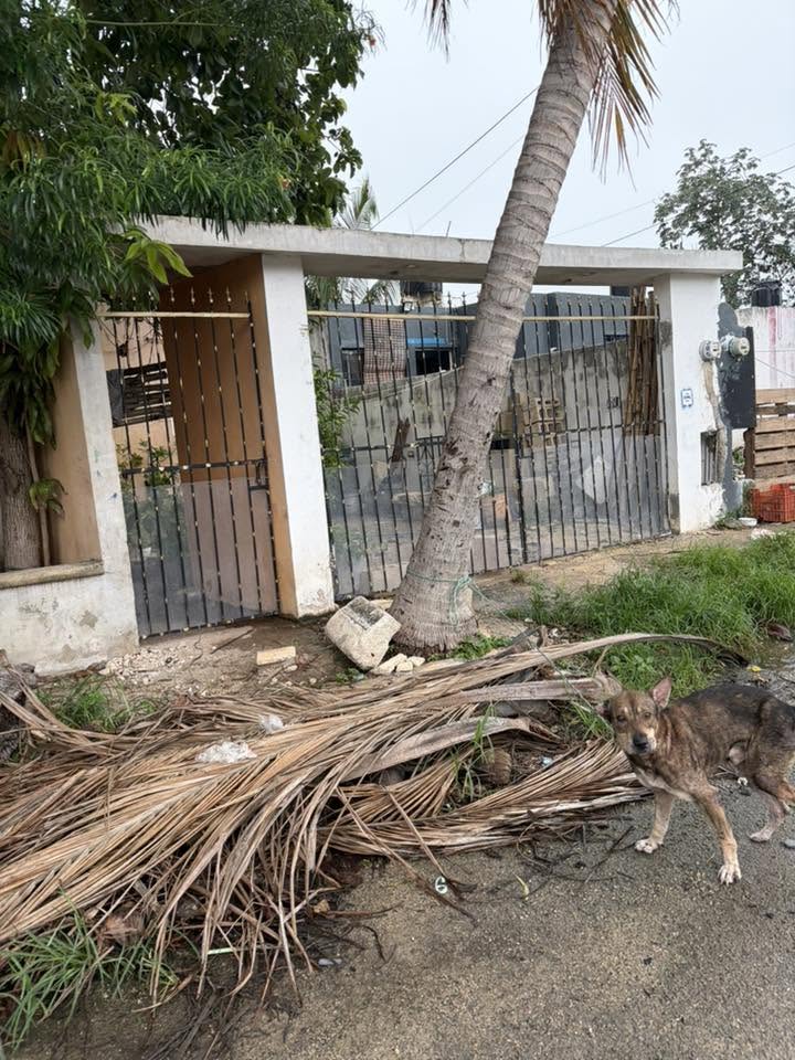 Perro rescate animal en Mérida