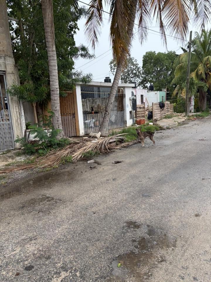Perro rescate animal en Mérida
