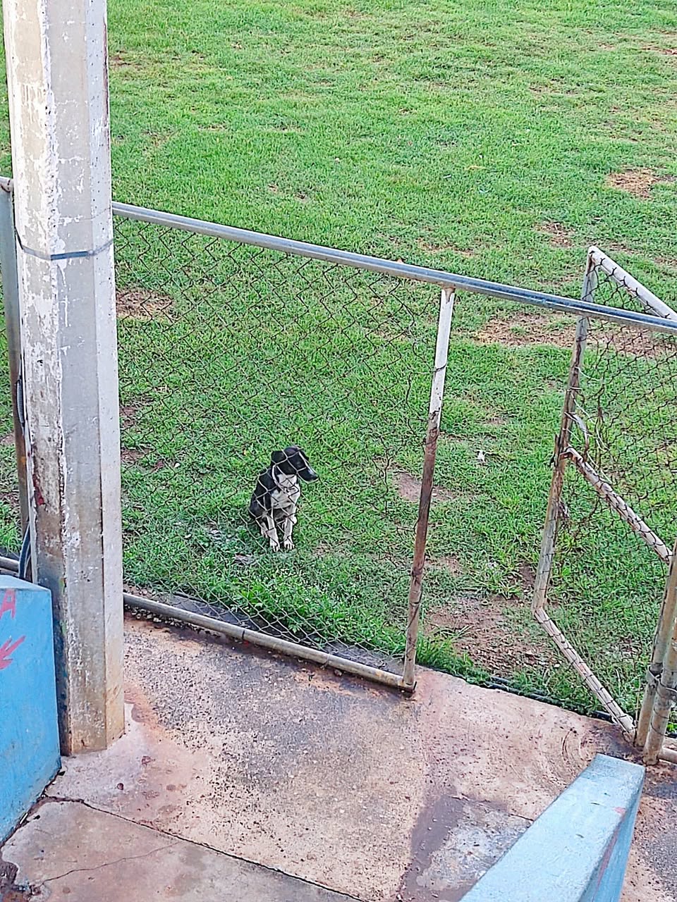 Perro mascota encontrada en Mérida