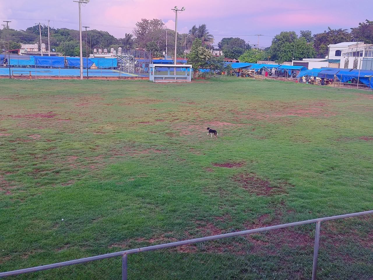 Perro mascota encontrada en Mérida
