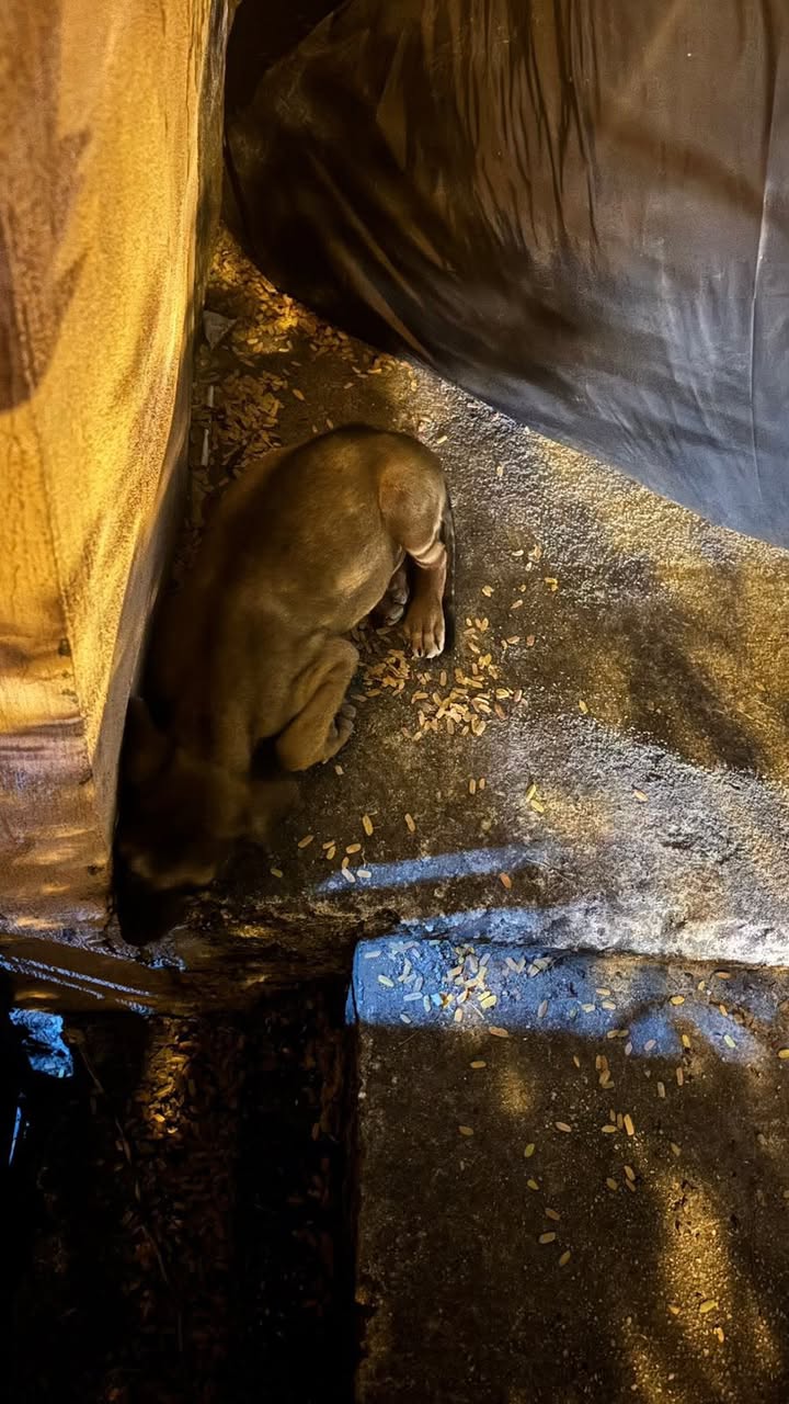 Perro rescate animal en Mérida