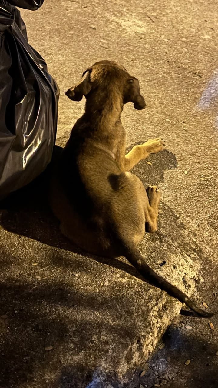 Perro rescate animal en Mérida