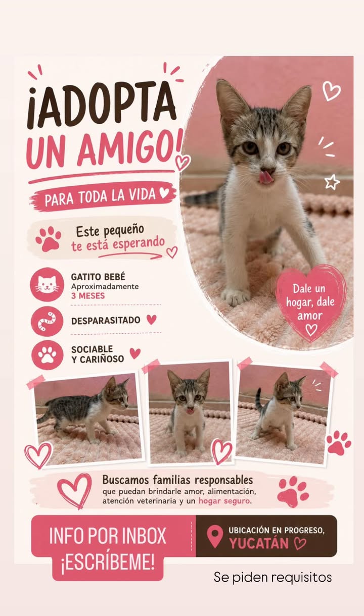 Gato en adopción en Mérida