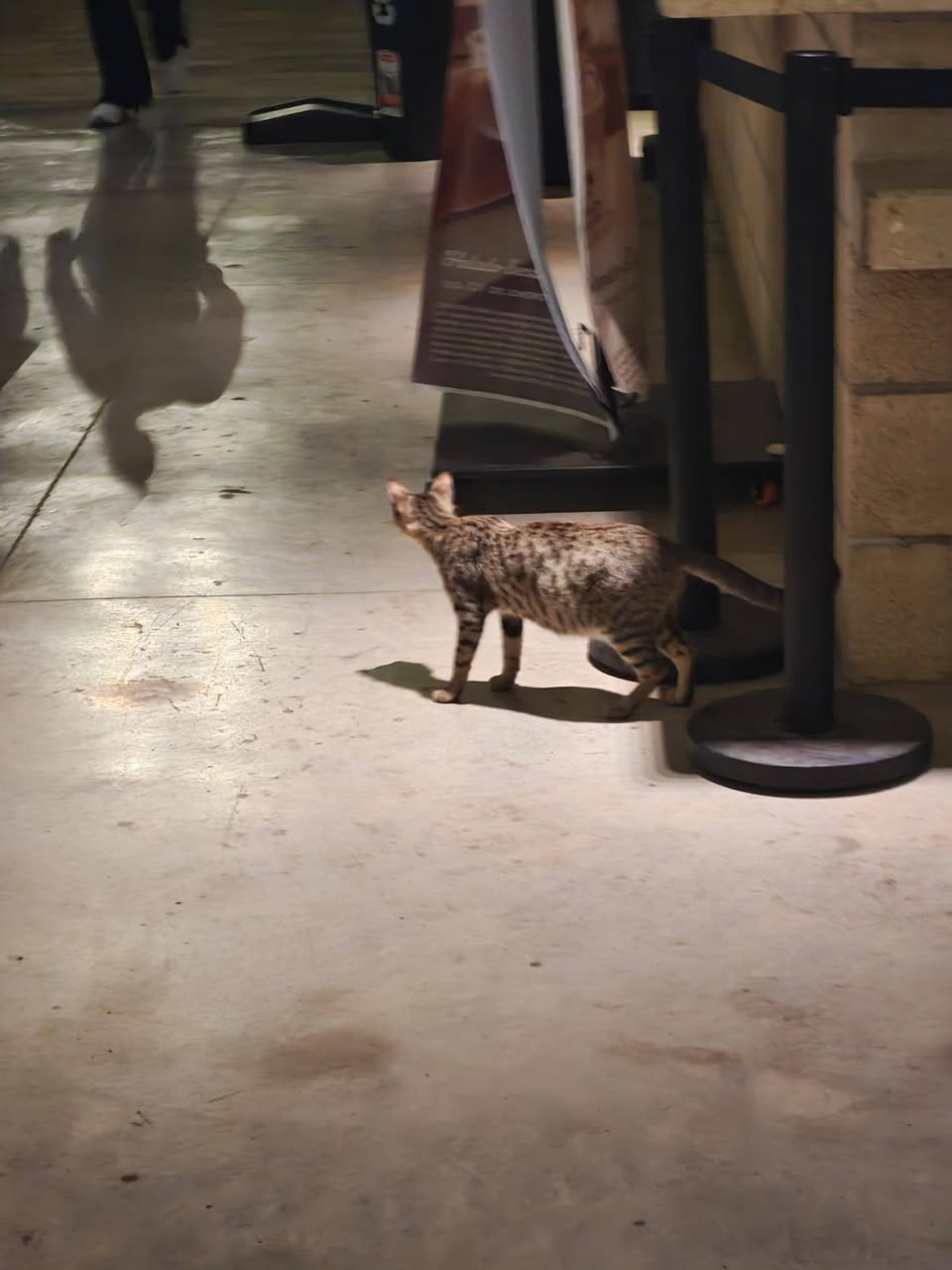 Gato mascota en Mérida