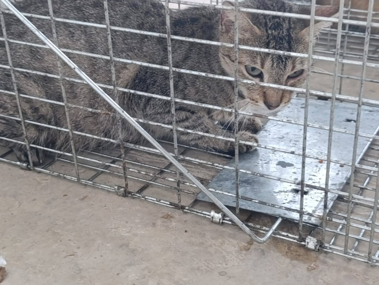 Gato mascota en Mérida
