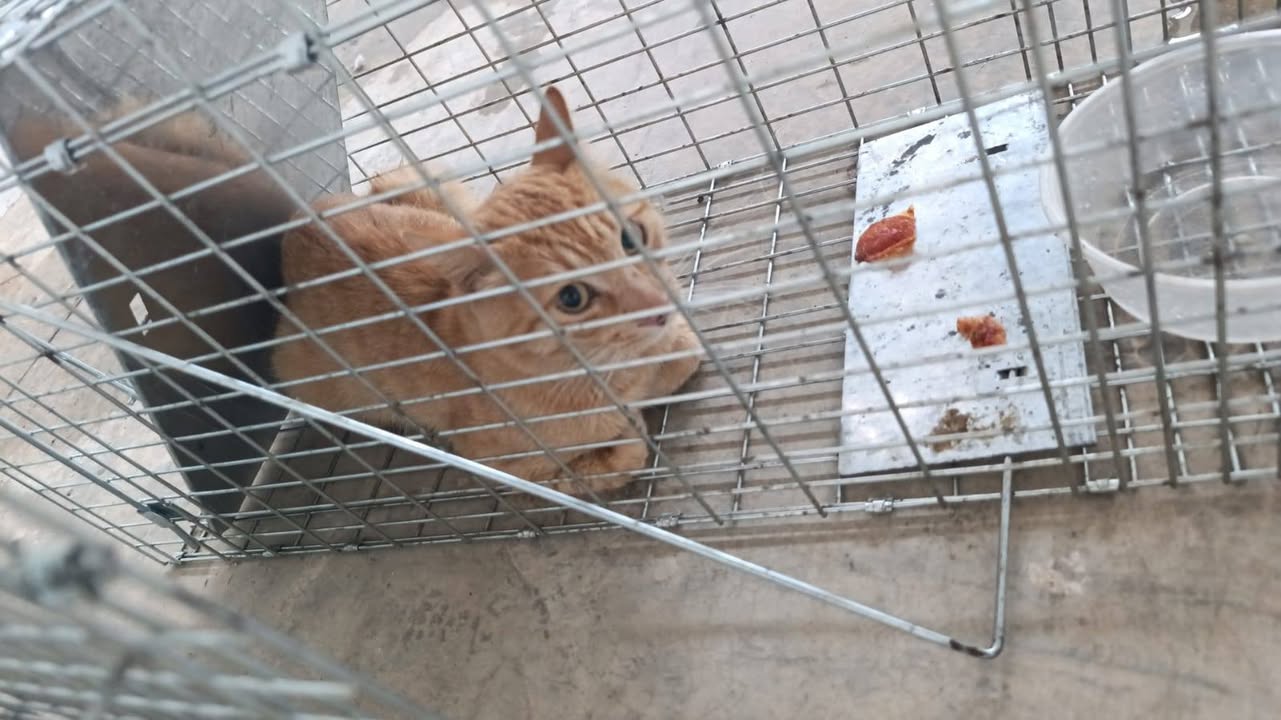 Gato mascota en Mérida