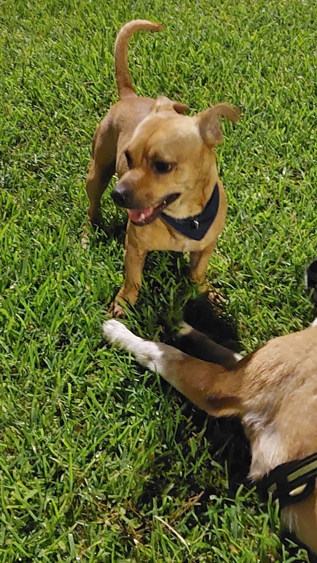 Perro mascota encontrada en Mérida