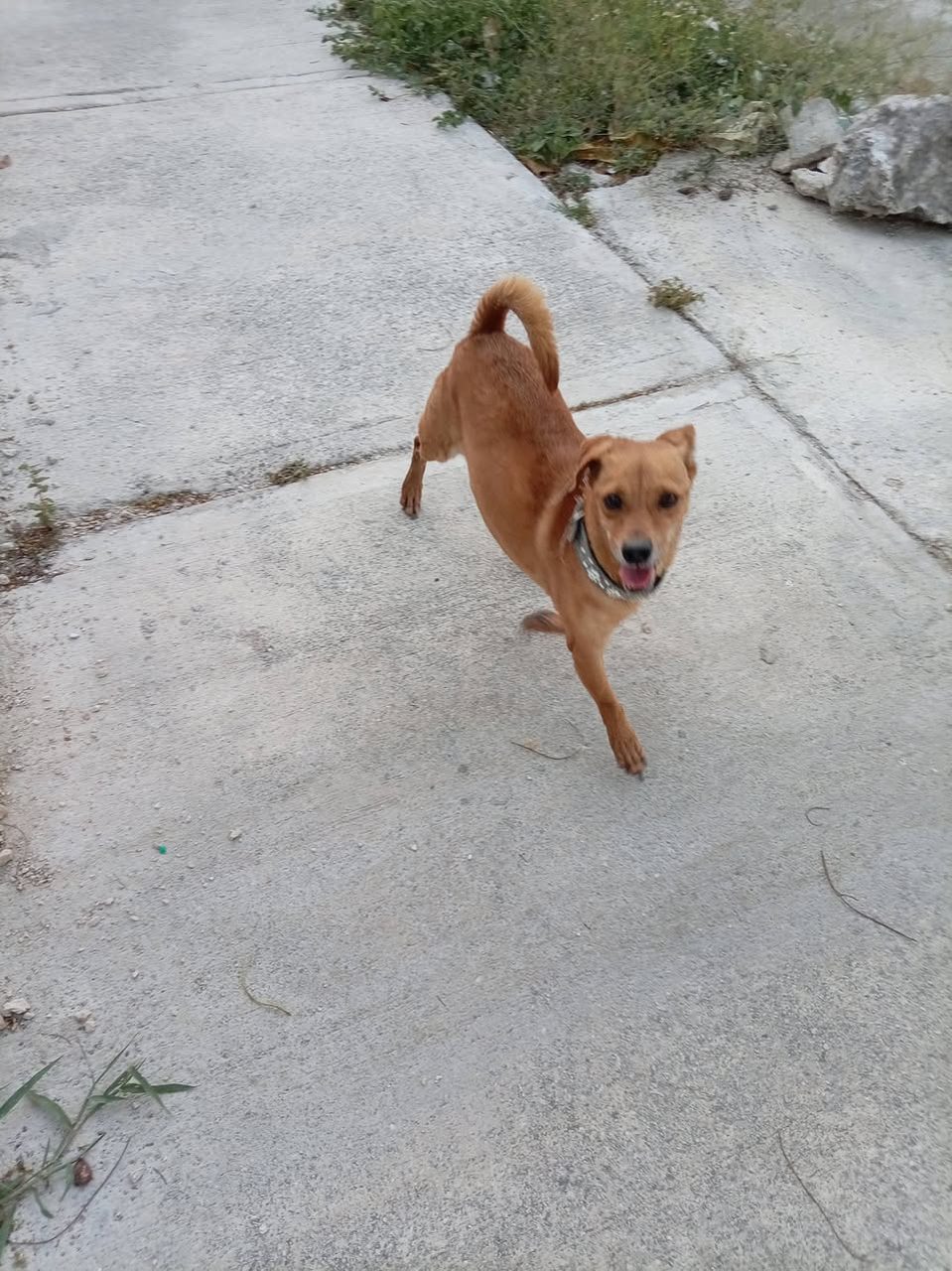 Perro mestizo café/marrón de tamaño mediano corriendo alegremente en calle de cemento, viendo hacia la cámara