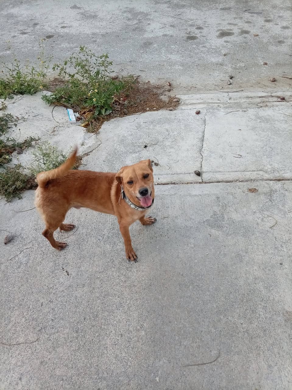 Perro mascota perdida en Mérida