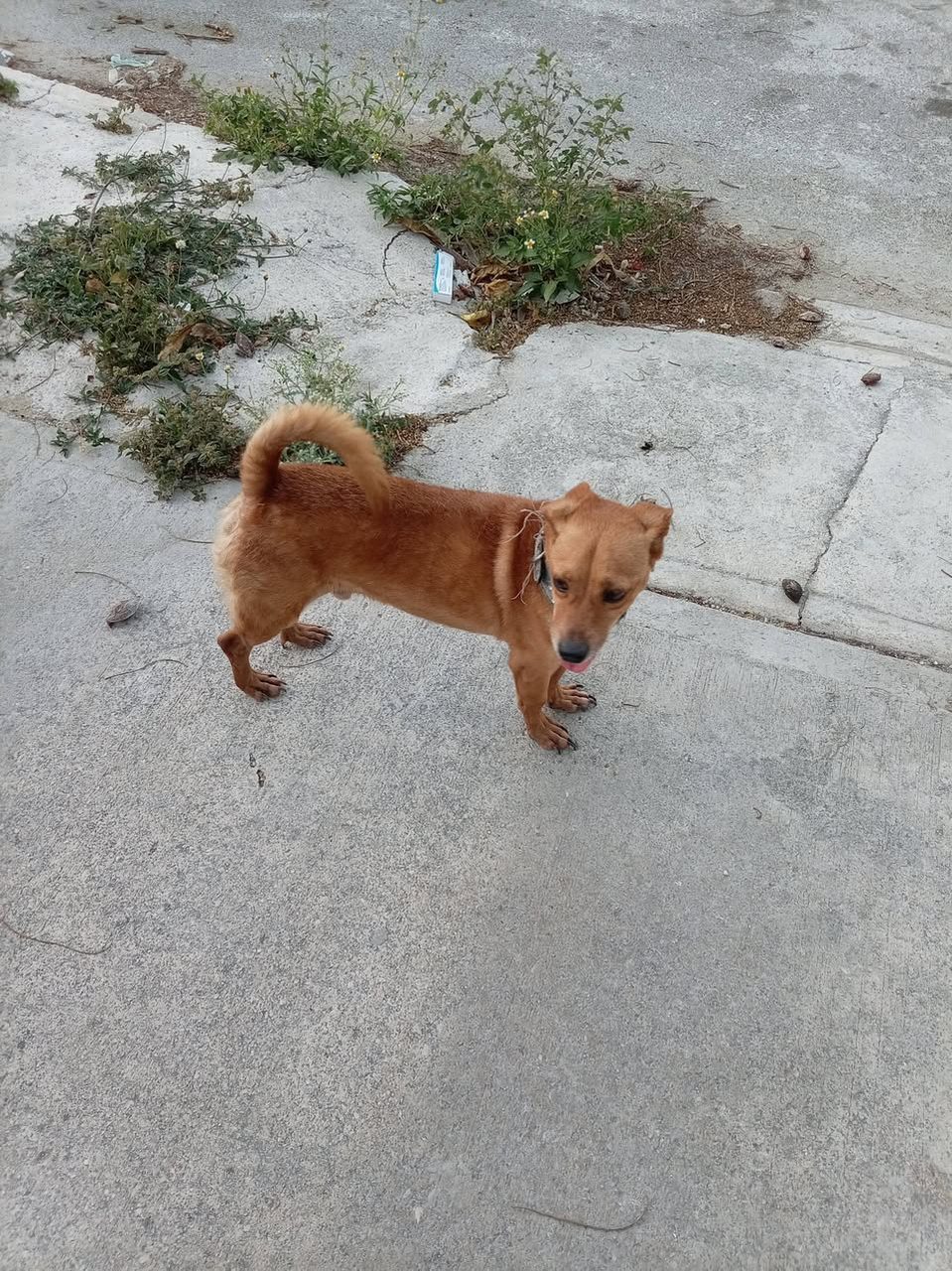 Perro mascota perdida en Mérida
