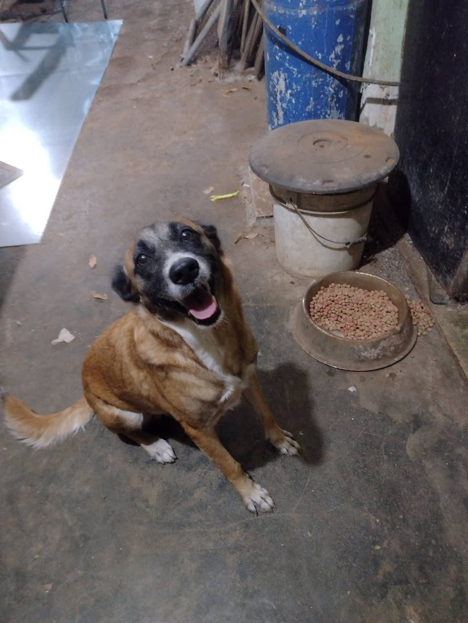 Adopción