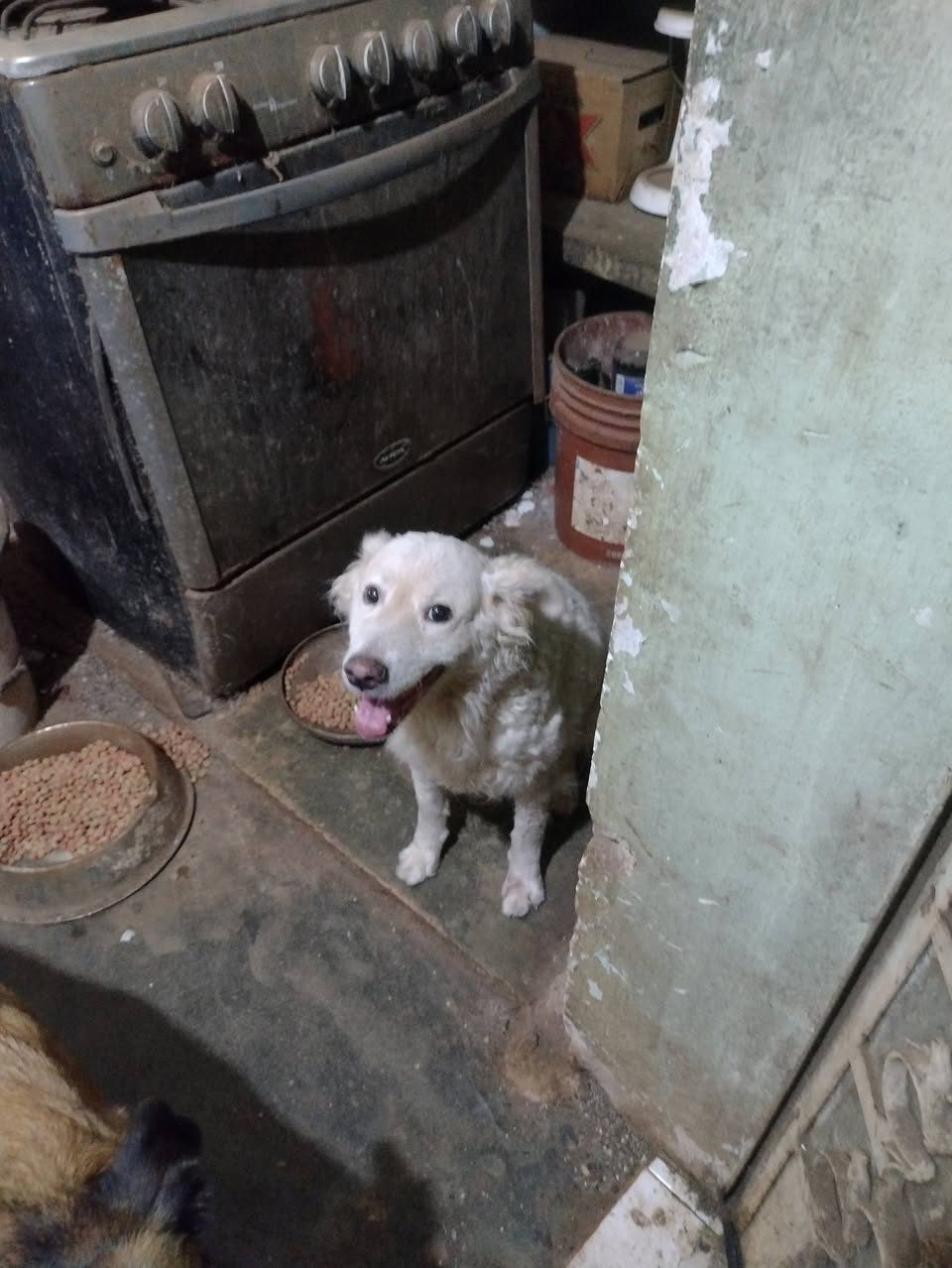 Perro en adopción en Mérida
