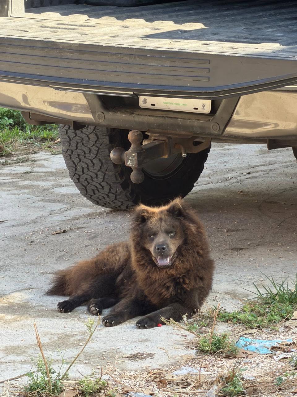 Otro rescate animal en Mérida