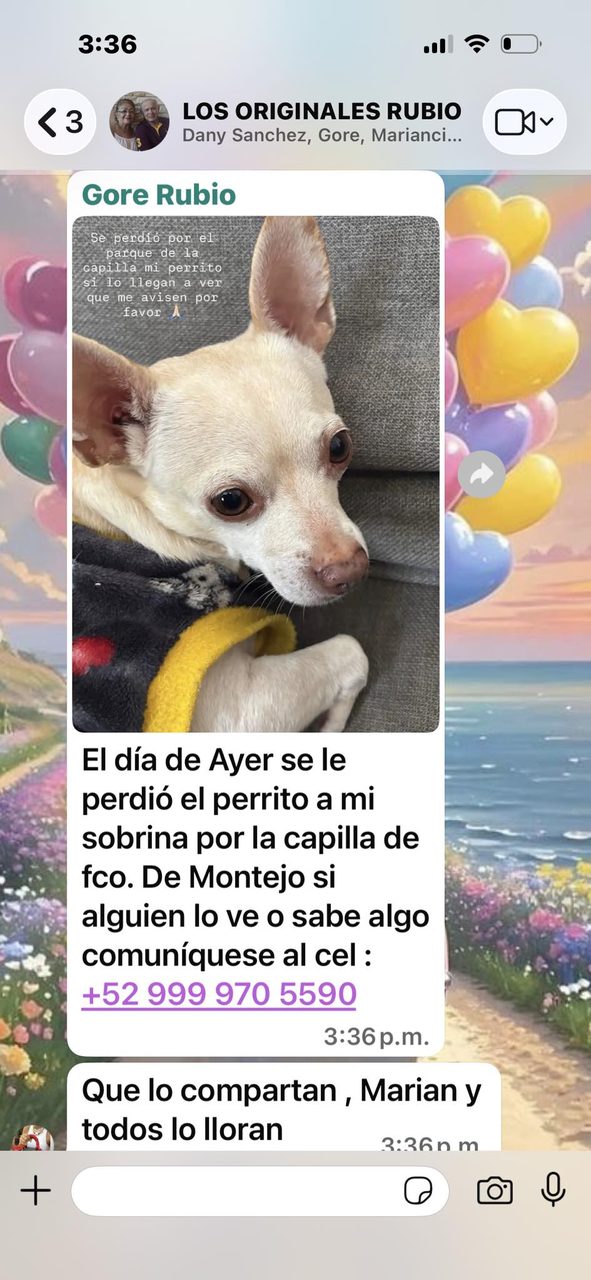 Publicación en red social sobre perro perdido con número de contacto, mostrando foto del perro blanco pequeño.