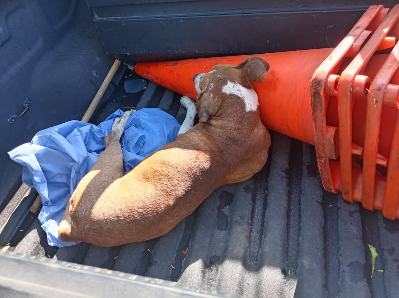 Perro rescate animal en Mérida