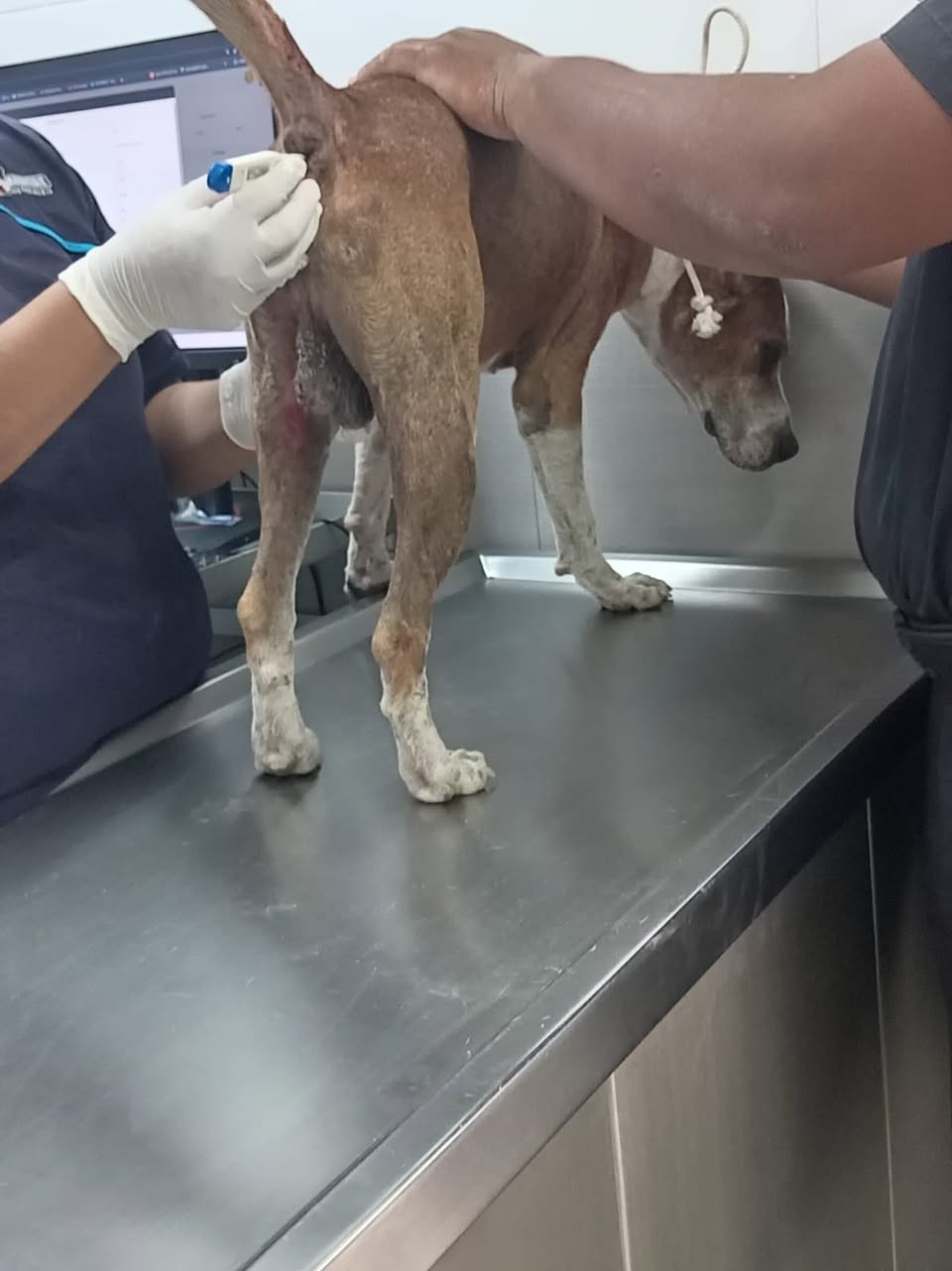 Perro rescate animal en Mérida