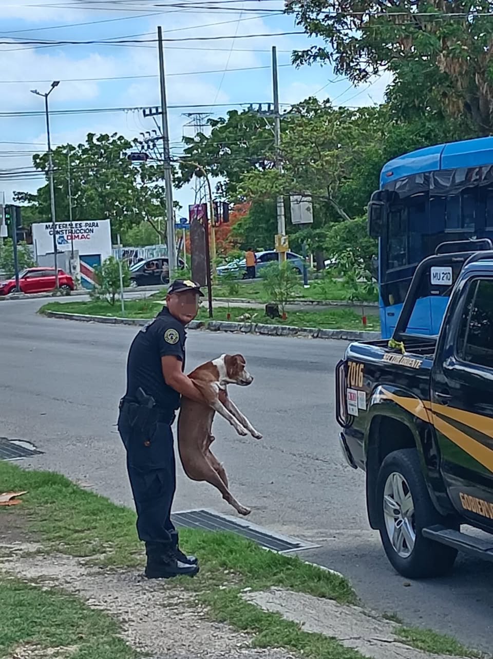 Perro rescate animal en Mérida