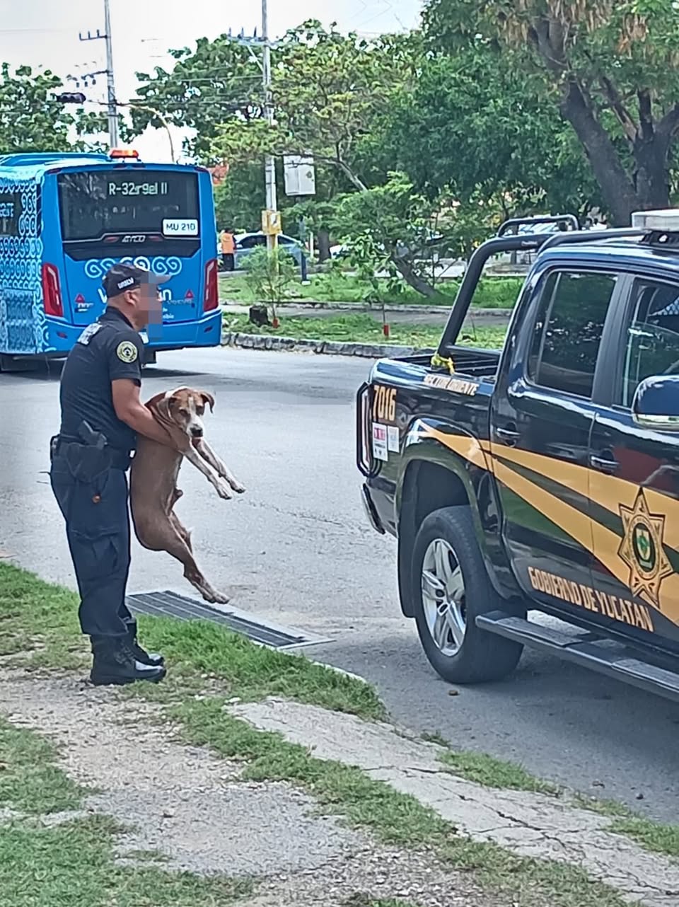 Perro rescate animal en Mérida