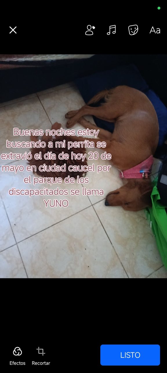 Dog resting on floor with protective vest/cloth covering, appears to be in recovery or shelter care