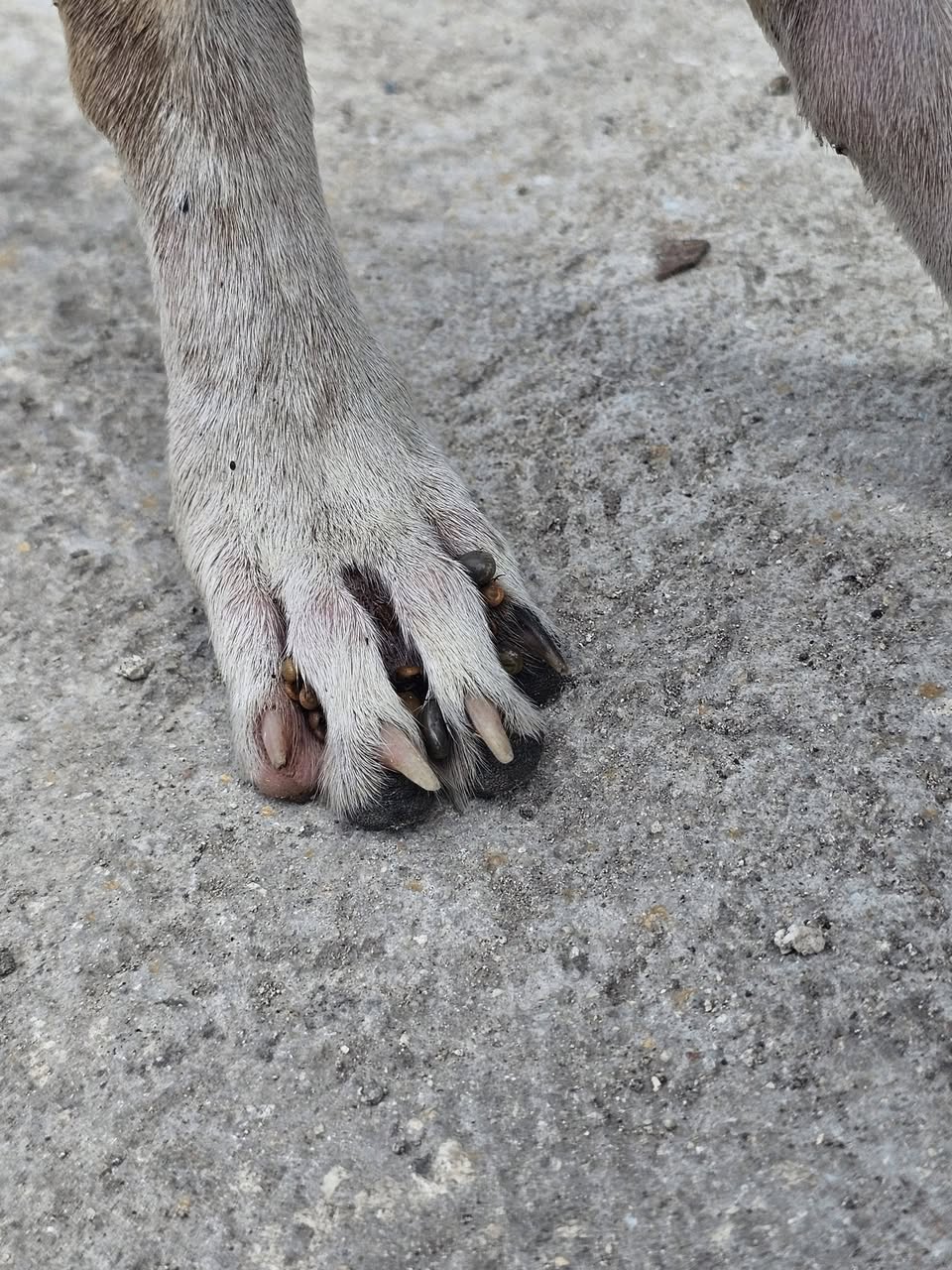 Perro en adopción en Mérida