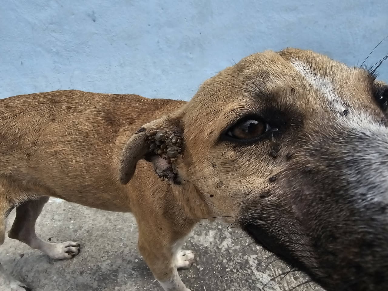 Perro en adopción en Mérida