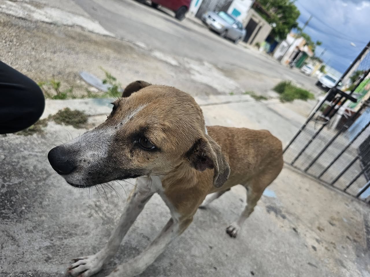 Perro en adopción en Mérida