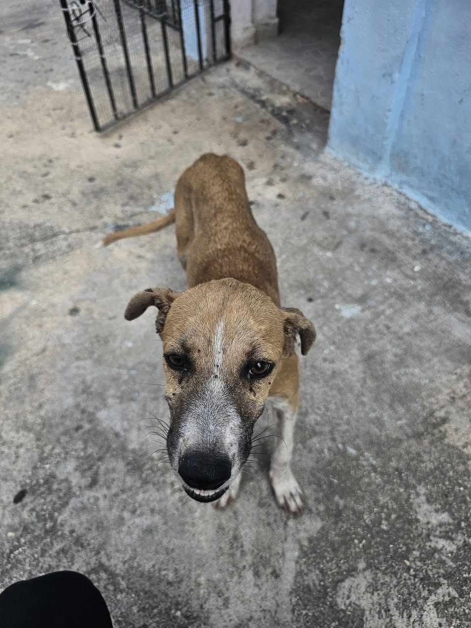 Perro en adopción en Mérida