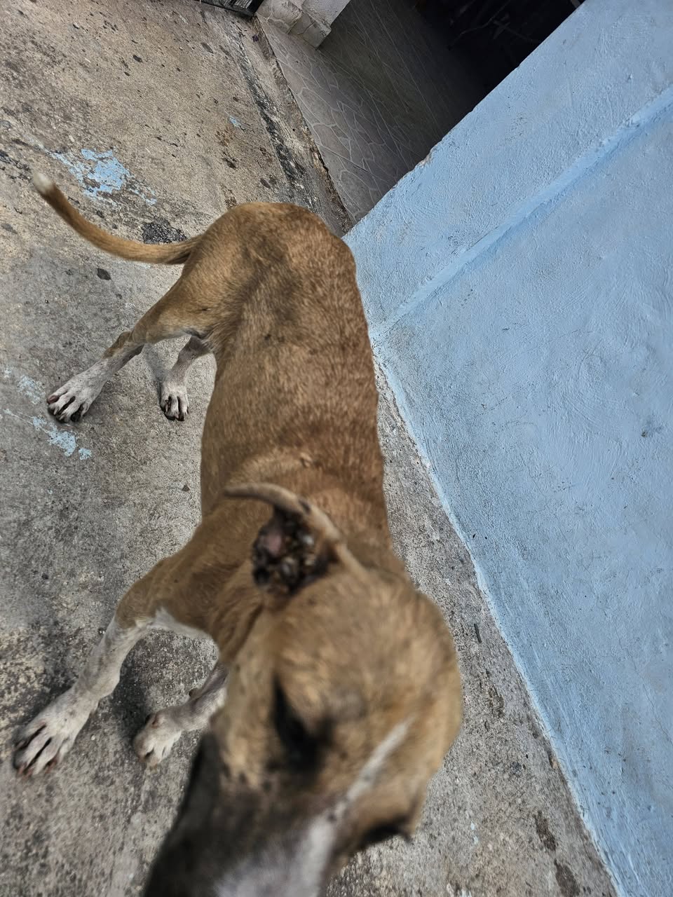 Perro en adopción en Mérida