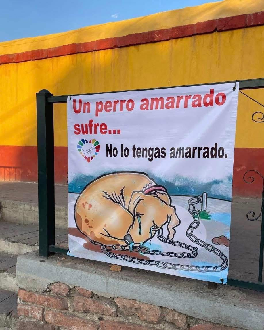 Perro mascota en Mérida
