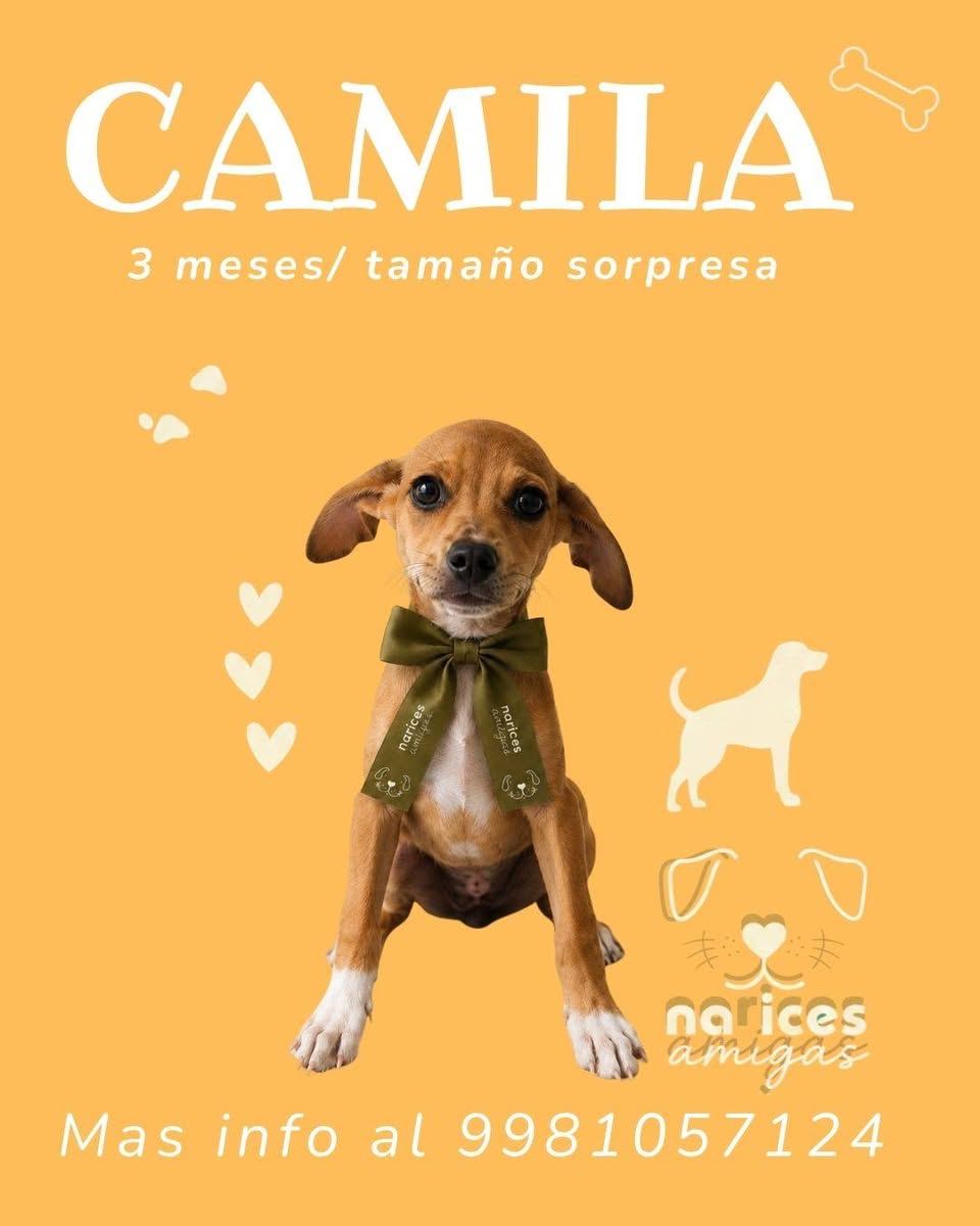 Otro en adopción en Mérida