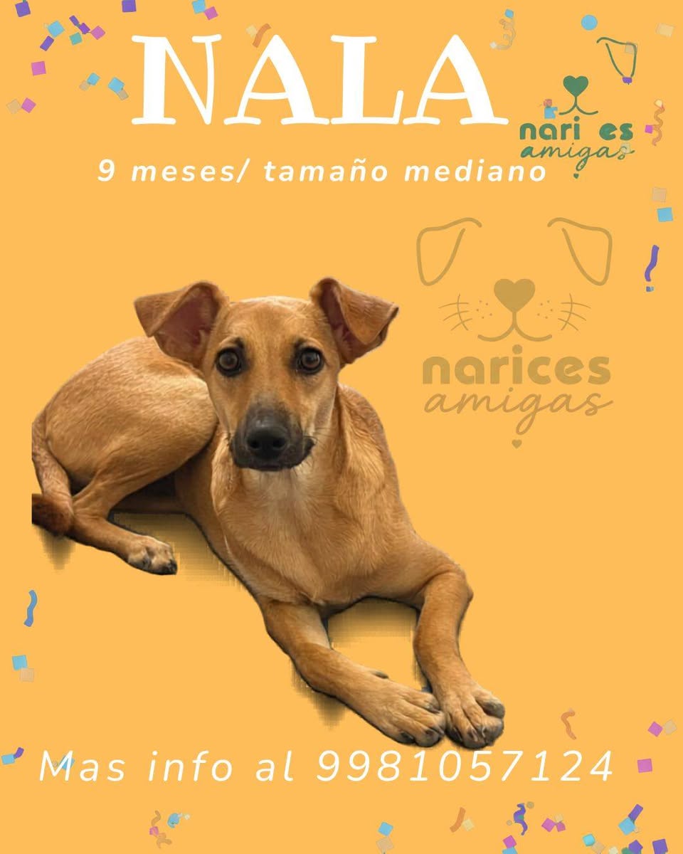 Otro en adopción en Mérida
