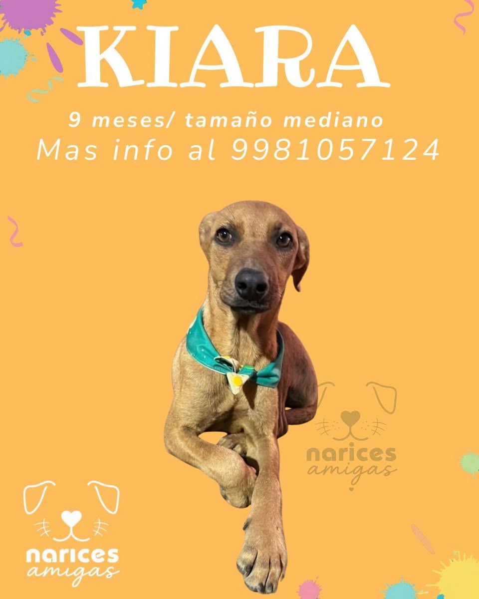 Otro en adopción en Mérida