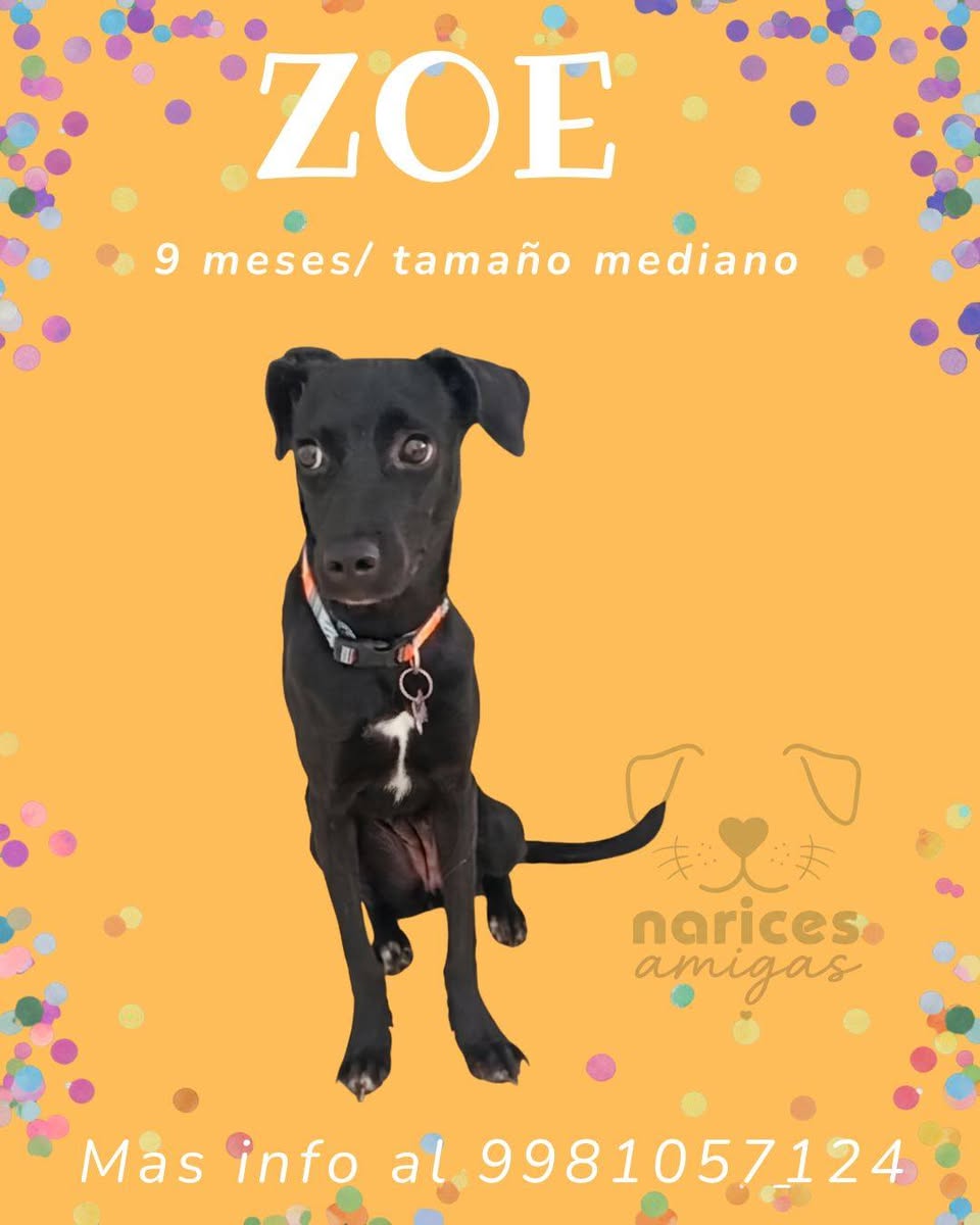 Otro en adopción en Mérida