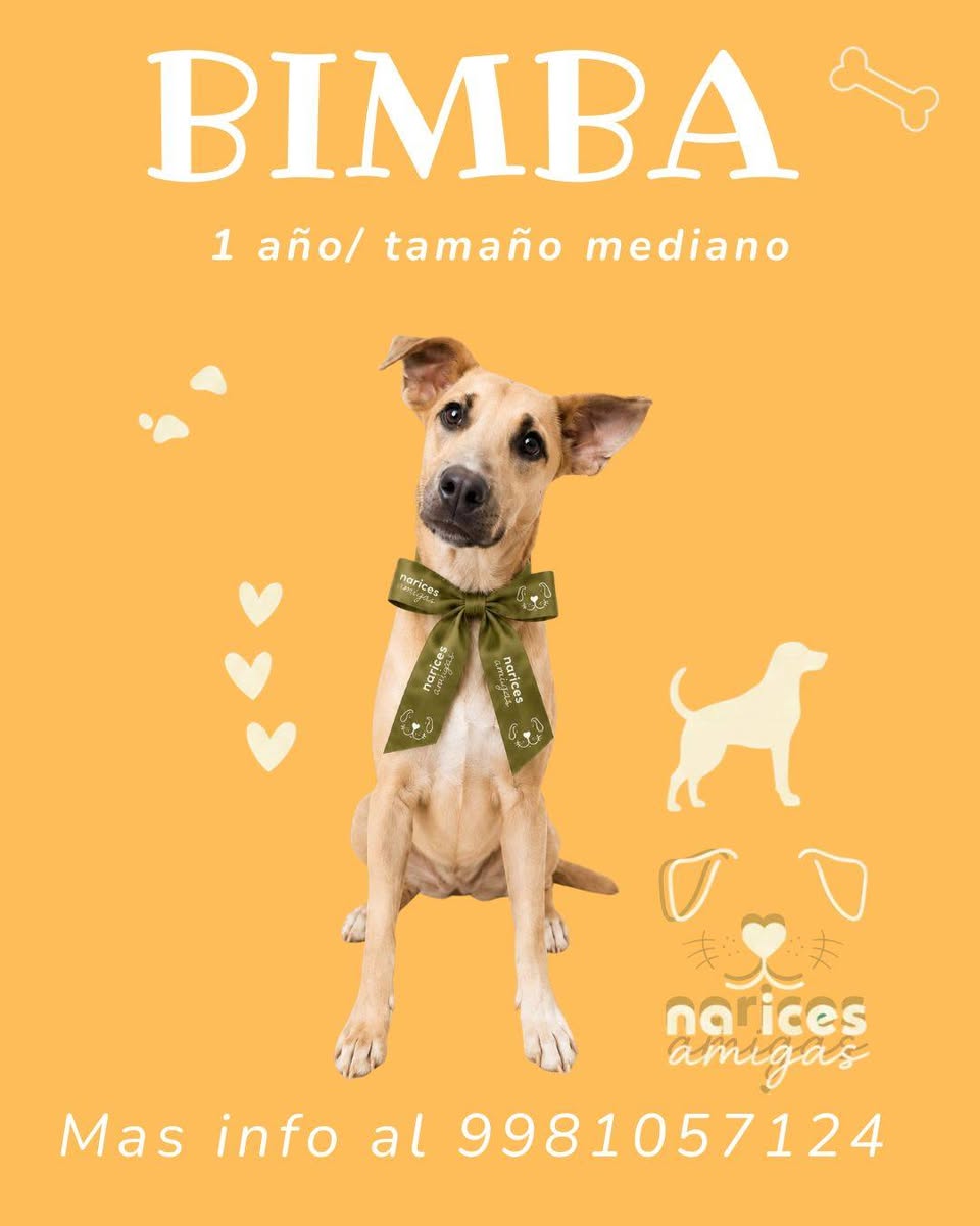 Otro en adopción en Mérida