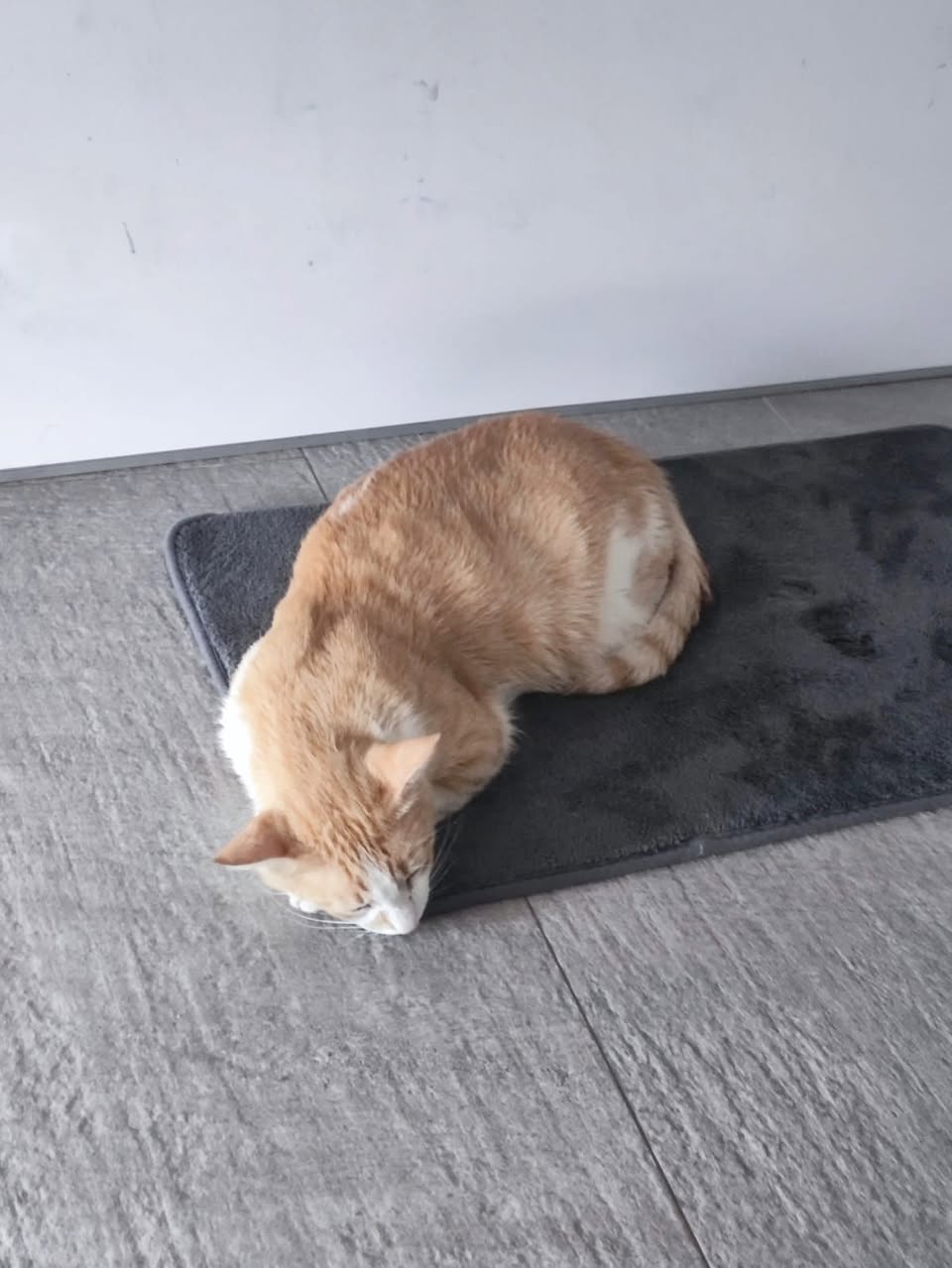 Gato mascota en Mérida