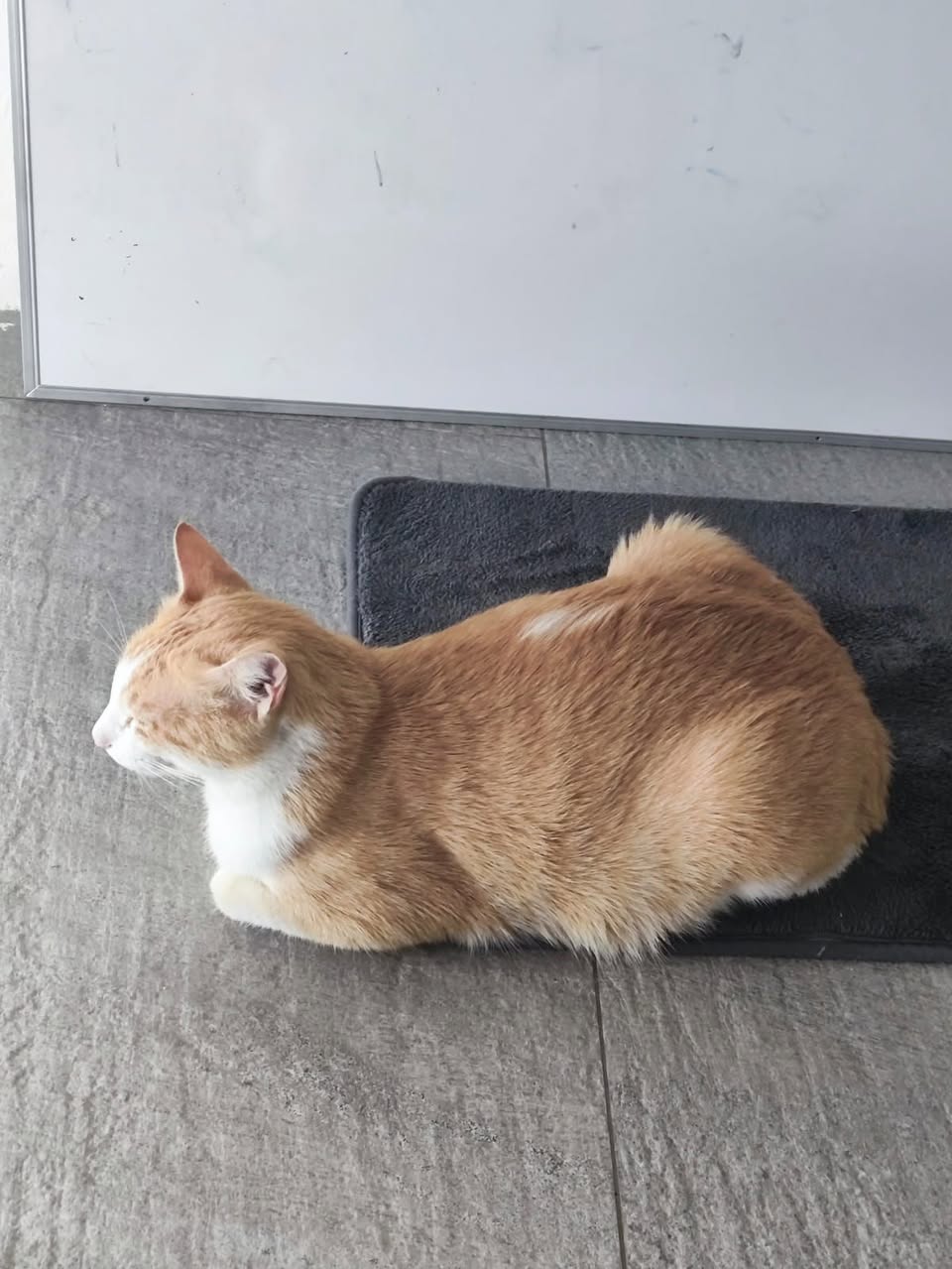 Gato mascota en Mérida
