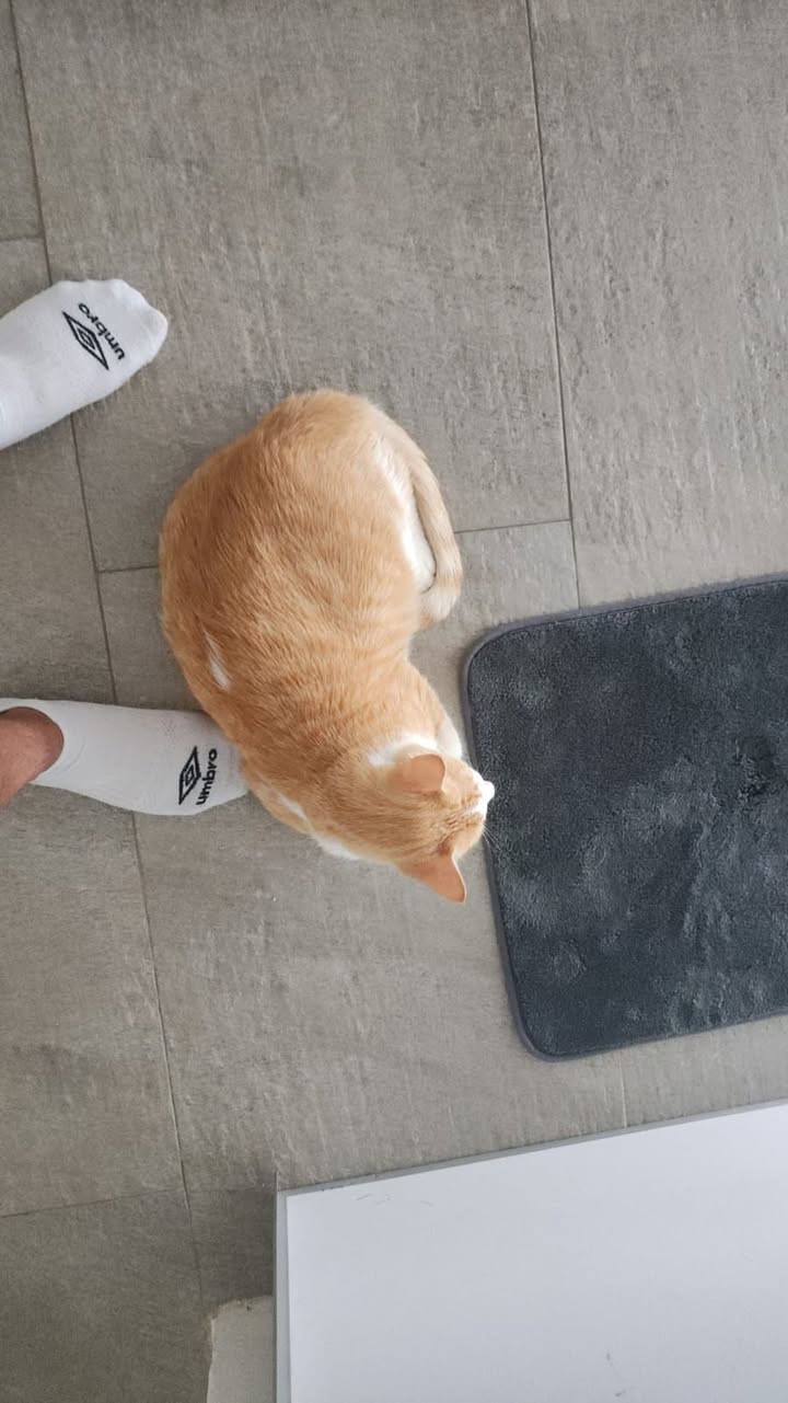Gato mascota en Mérida