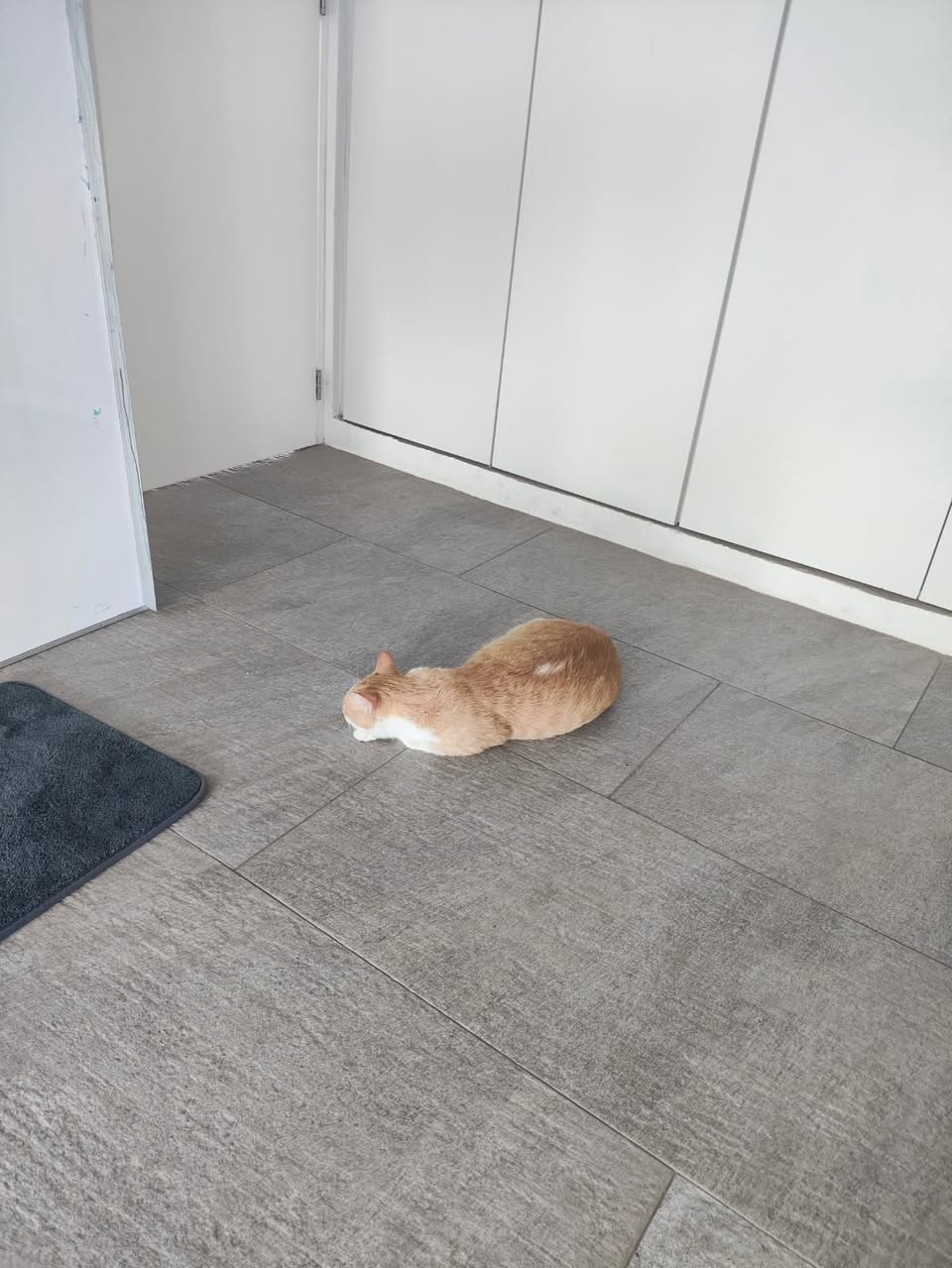 Gato mascota en Mérida