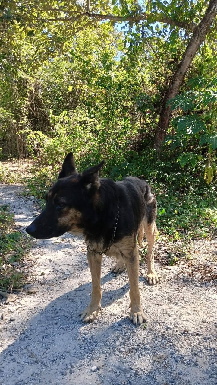 Perros retirados de guardia