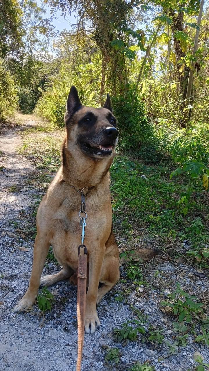 Perros retirados de guardia