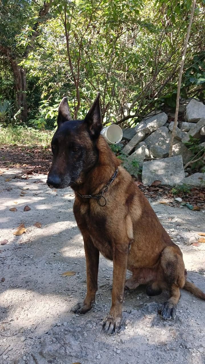 Perros retirados de guardia