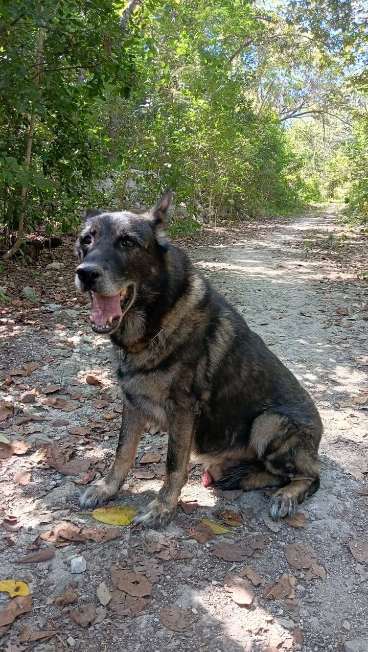 Perros retirados de guardia