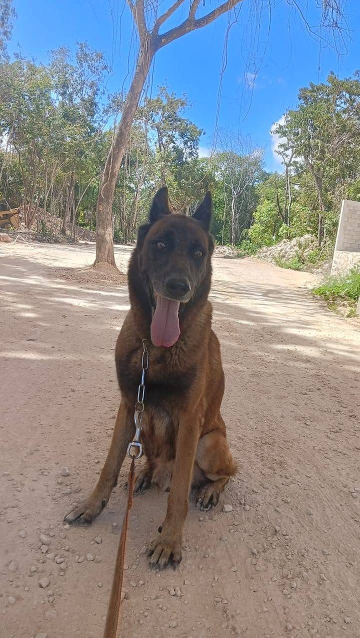 Perros retirados de guardia