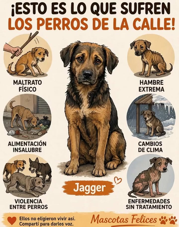 Perro rescate animal en Mérida