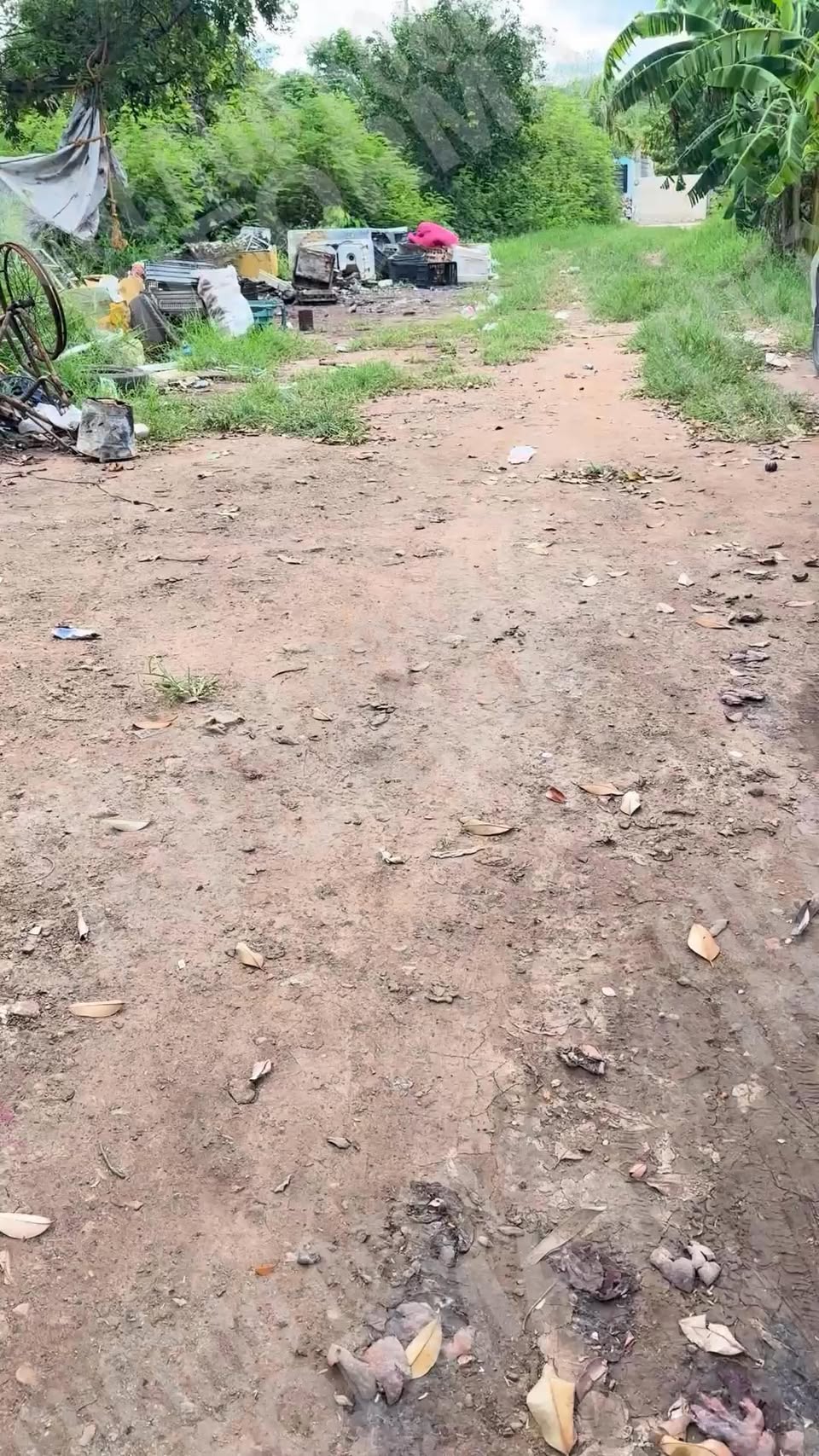 Otro rescate animal en Mérida
