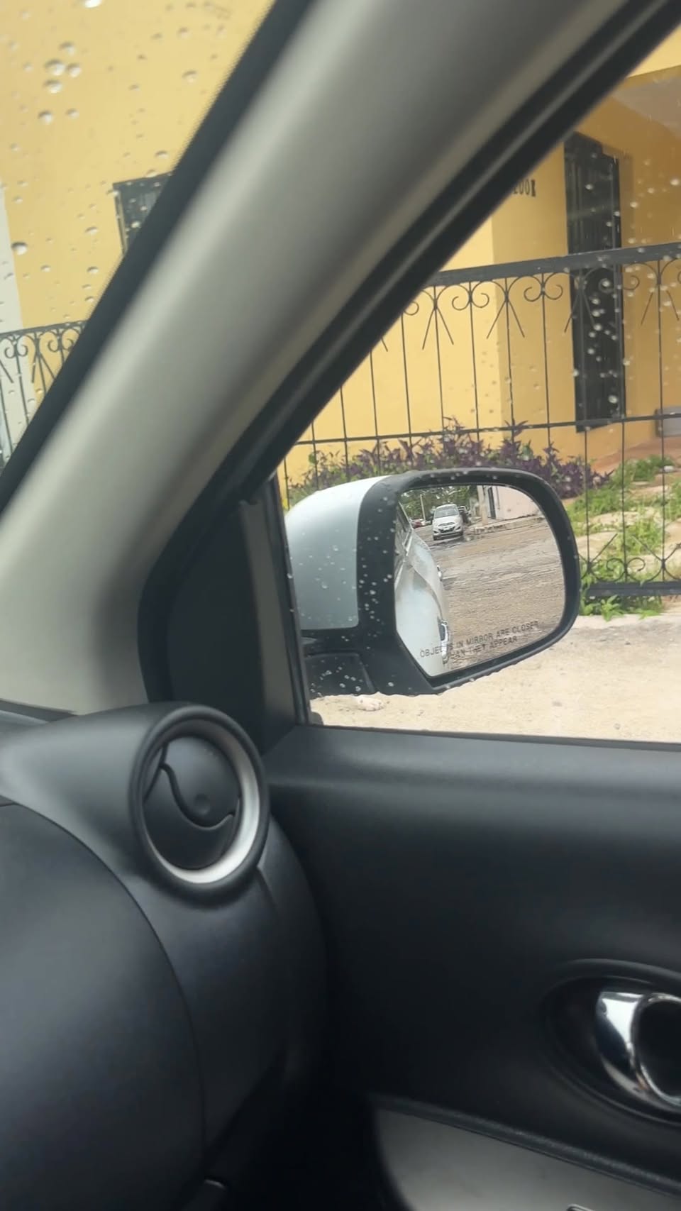 Perro mascota en Mérida
