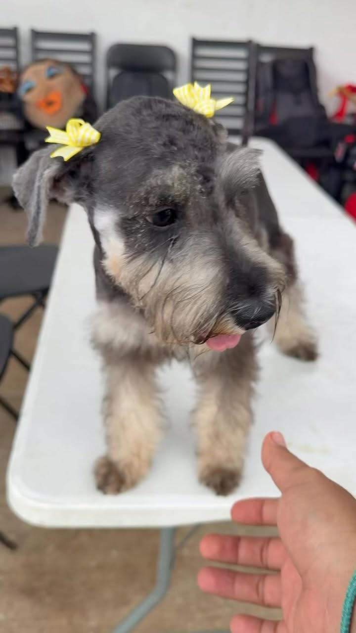 Perro mascota perdida en Mérida